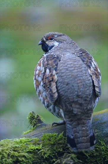 Hazel grouse