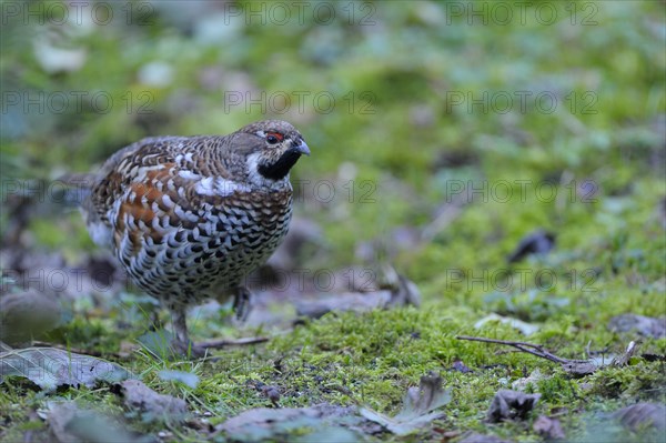 Hazel grouse