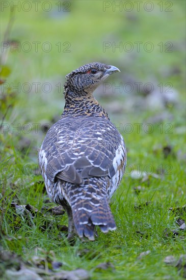 Capercaillie