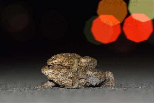 Common toad