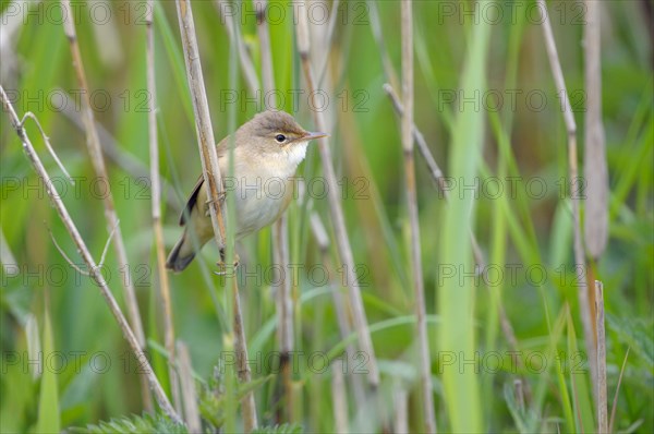 Reed warbler