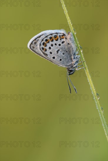 Argus blue butterfly