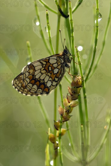 Common fritillary