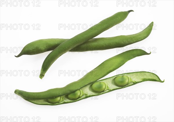 Fava Bean