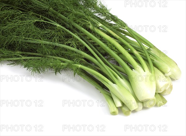 Small fennel