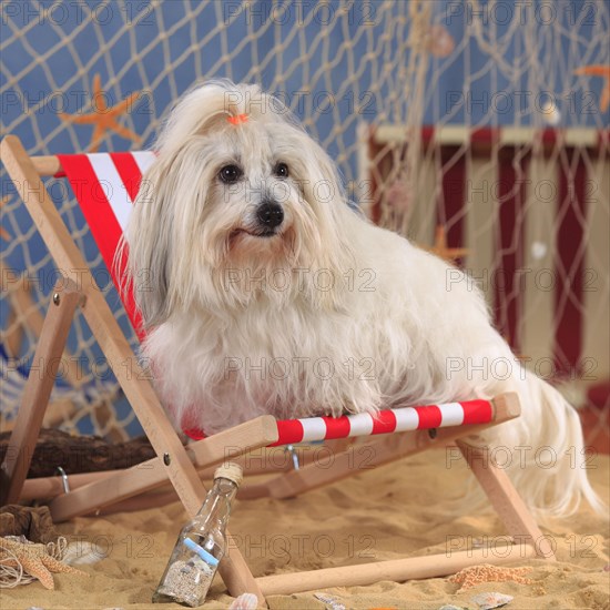 Coton de Tulear