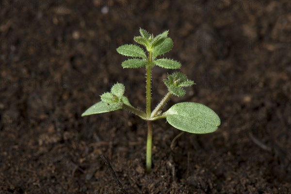 Burdock bedstraw