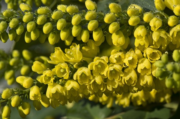 Mahonia x media