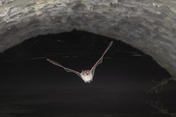 Daubenton's bat