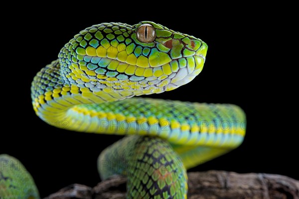 Palawan Pit Viper