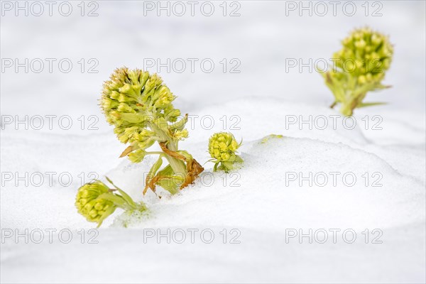 White butterbur