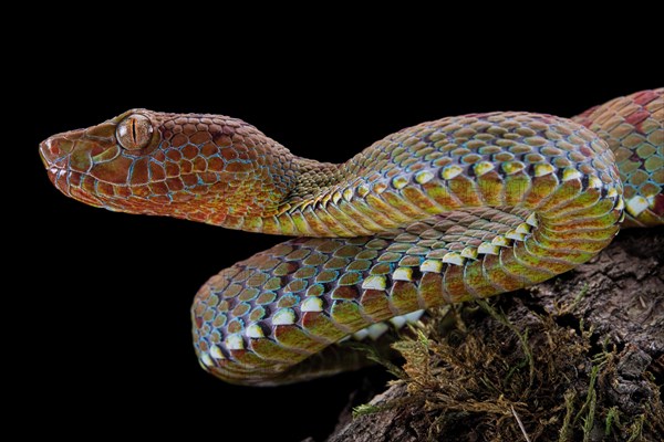 Philippines PitViper