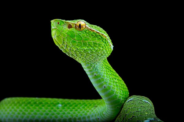 North Philippine Temple Pit Viper