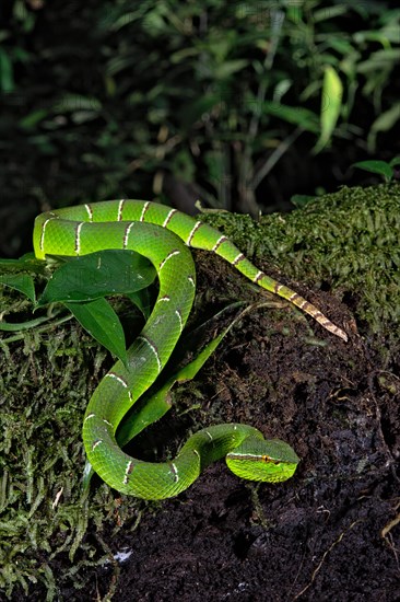 North Philippine Temple Pit Viper