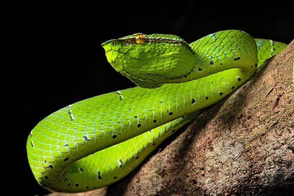 North Philippine Temple Pit Viper