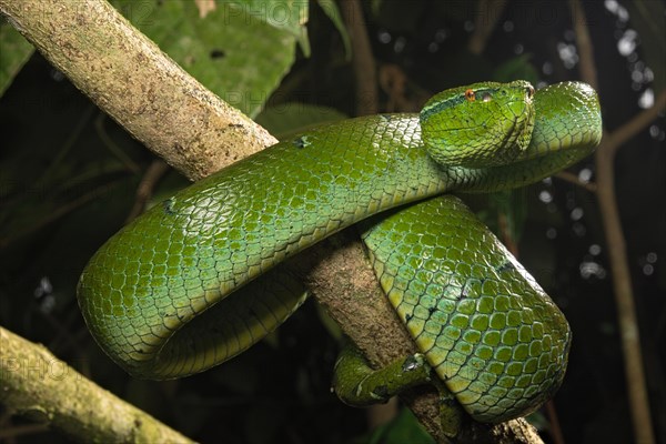 North Philippine Temple Pit Viper