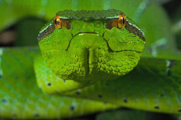 North Philippine Temple Pit Viper