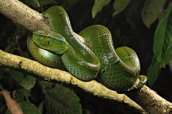 North Philippine Temple Pit Viper