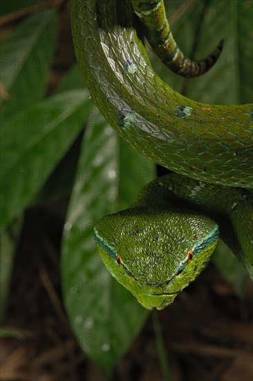 North Philippine Temple Pit Viper