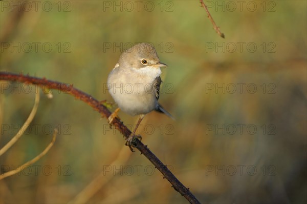 Whitethroat