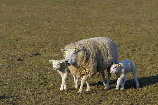 Texel sheep and lambs