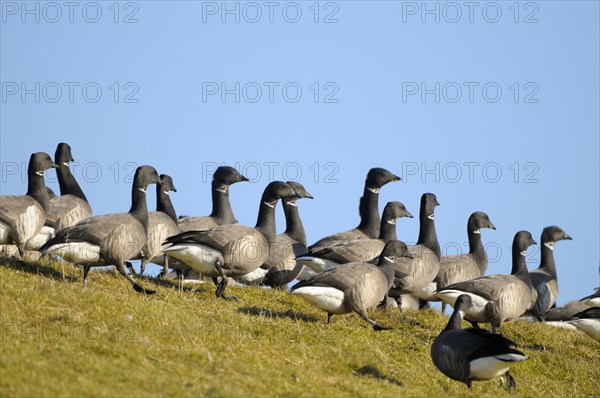 Brent goose