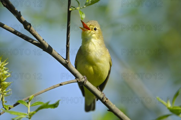 Yellow Warbler