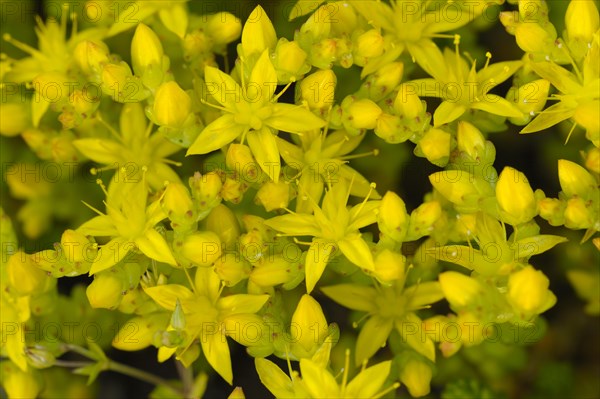Common stonecrop