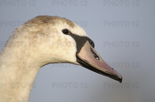 Mute Swan