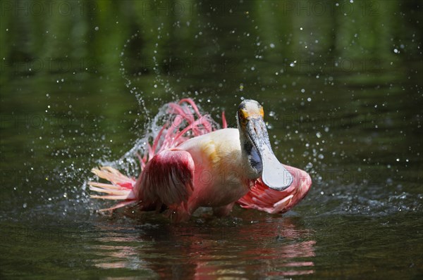 Roseate spoonbill