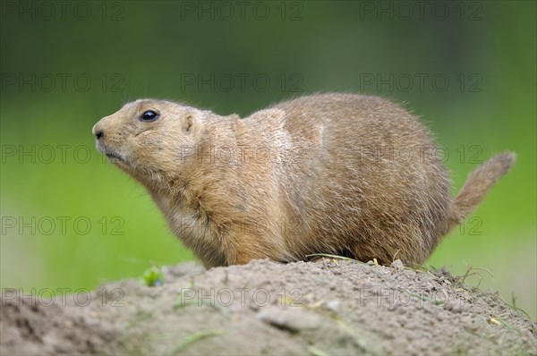 Black-tailed Prairie Dog