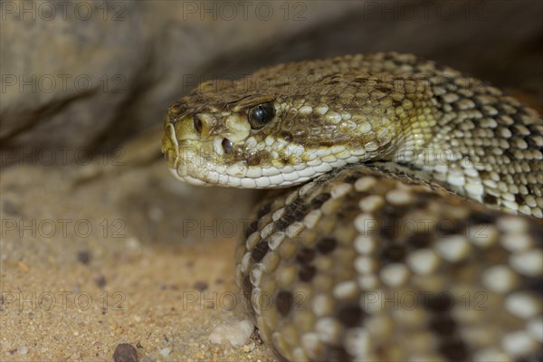 Mexican west coast rattlesnake