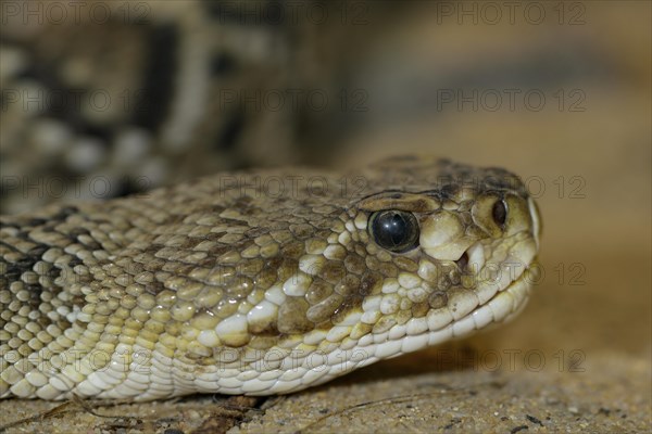 Mexican west coast rattlesnake