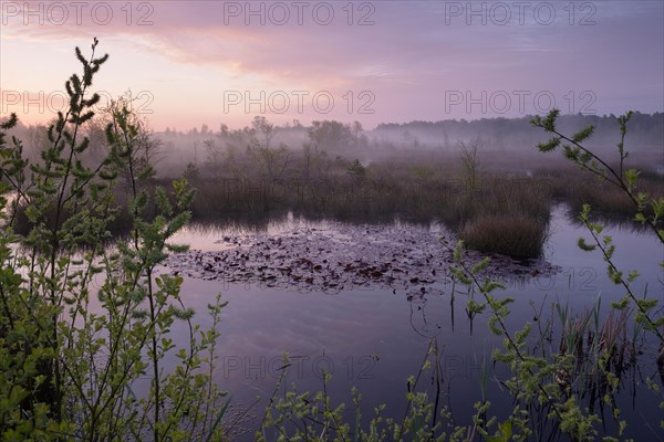 Morning atmosphere in the moor