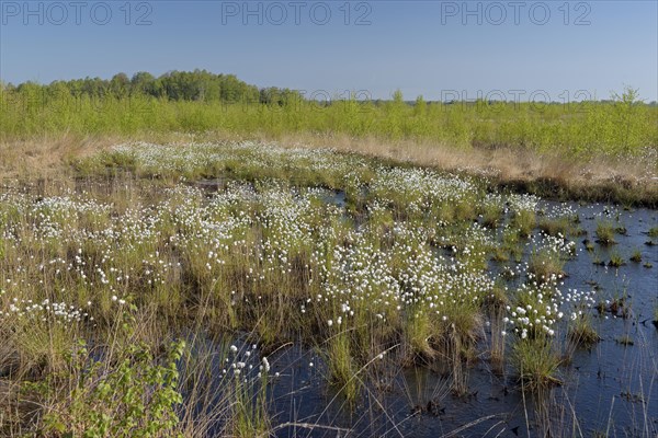 Landscape in a bog