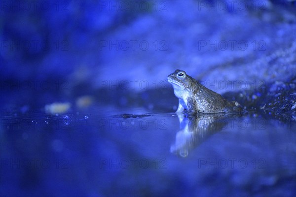 Natterjack toad