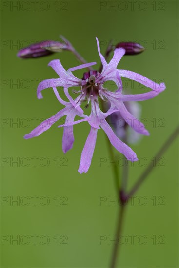 Cuckoo campion