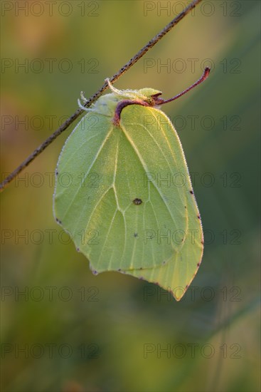 Lemon butterfly