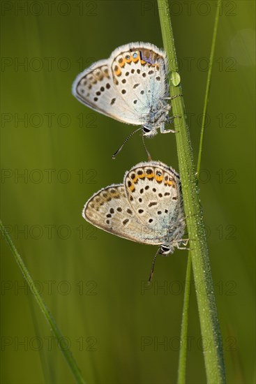 Argus blue butterfly