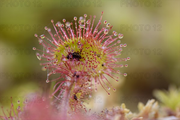 Round-leaved sundew