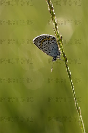 Argus blue butterfly