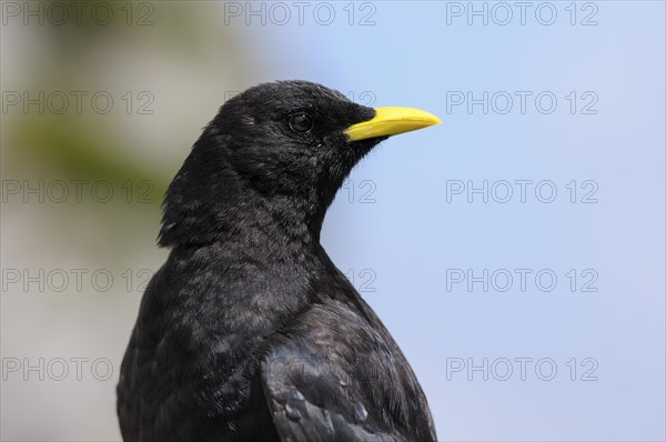 Alpine chough