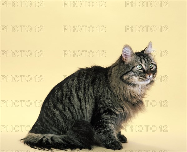 Brown Tabby Maine Coon Domestic Cat Sitting