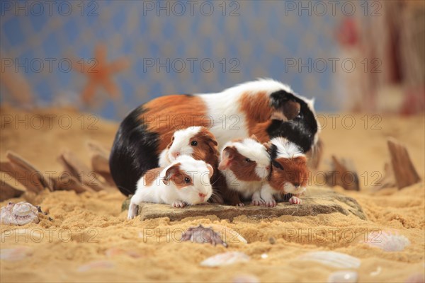 English Crested guinea pigs