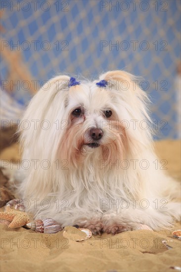 Coton de Tulear