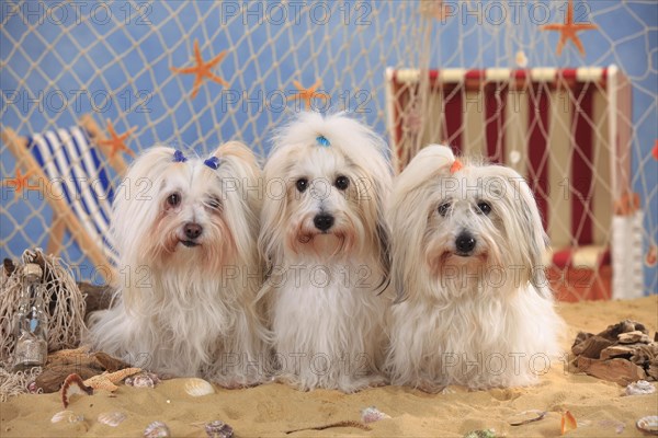 Coton de Tulear