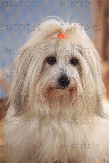 Coton de Tulear