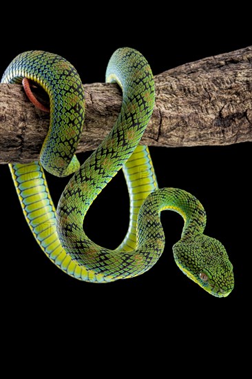 Palawan Pit Viper