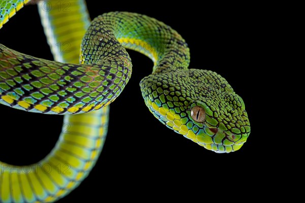 Palawan Pit Viper