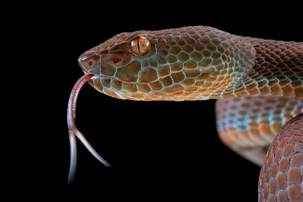 Philippines PitViper